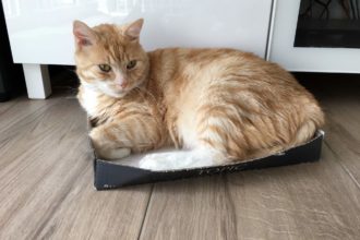 Katzenspielzeug Alternativen zu gekauftem Spielzeug?