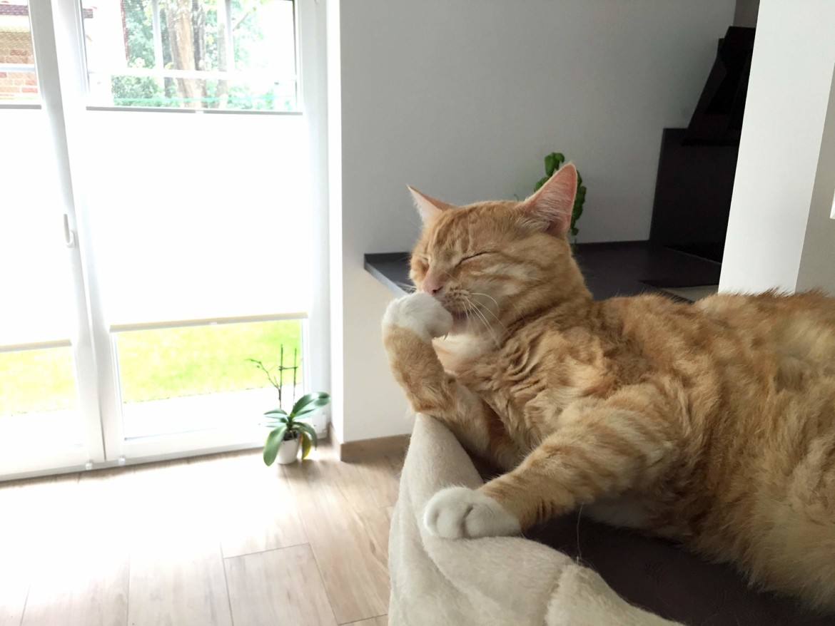 Was Tun Wenn Katzen überall Hinpinkeln Katze kotzt ständig - Was tun wenn Ihre Katze häufig erbricht?