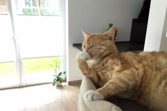 Katzenzunge - Was macht sie so besonders?