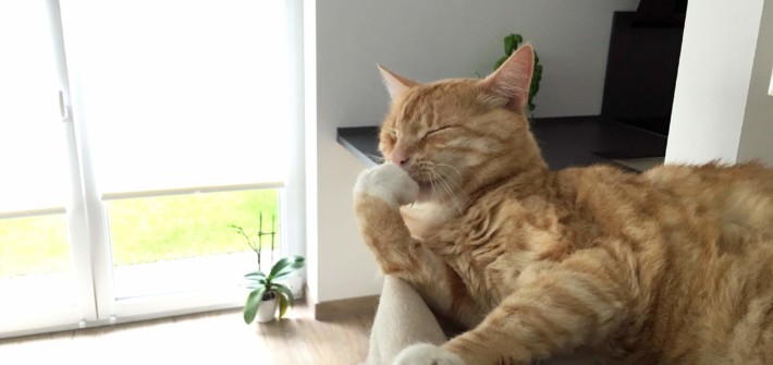 Katzenzunge - Was macht sie so besonders?