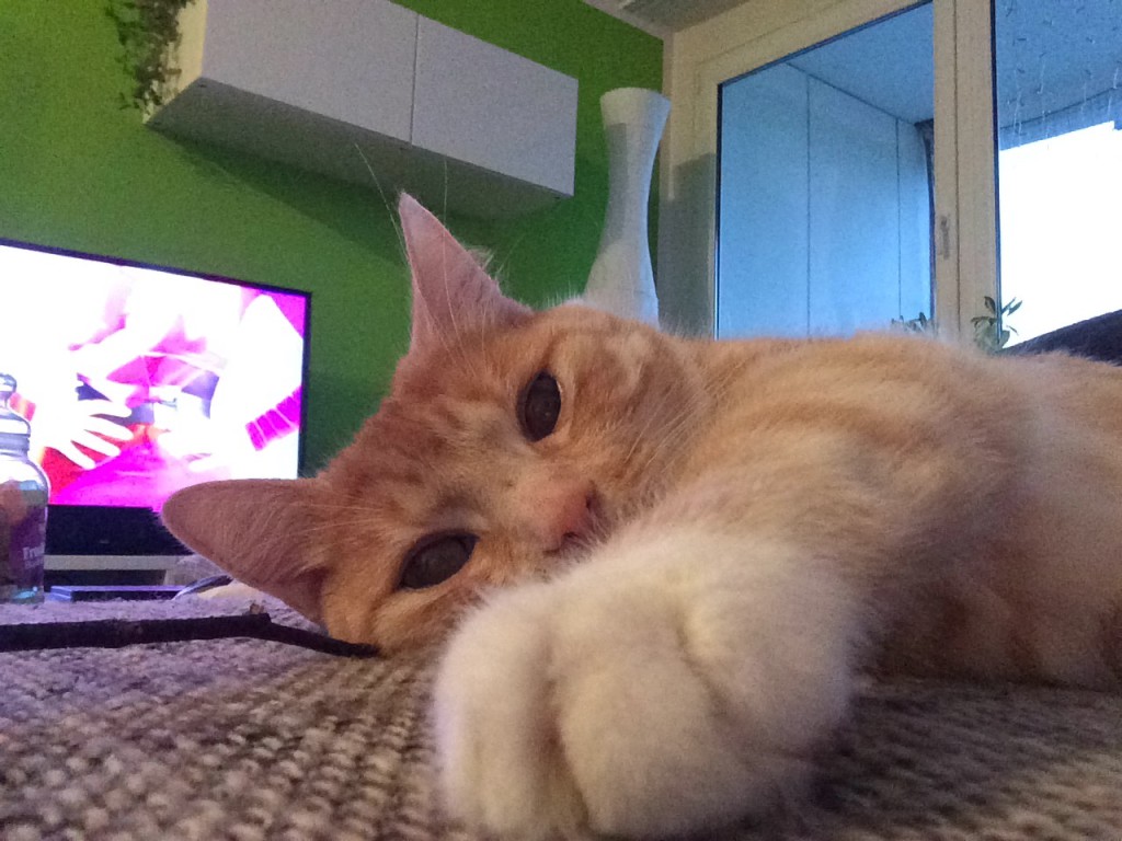 Krallen schneiden bei Katzen wirklich notwendig?