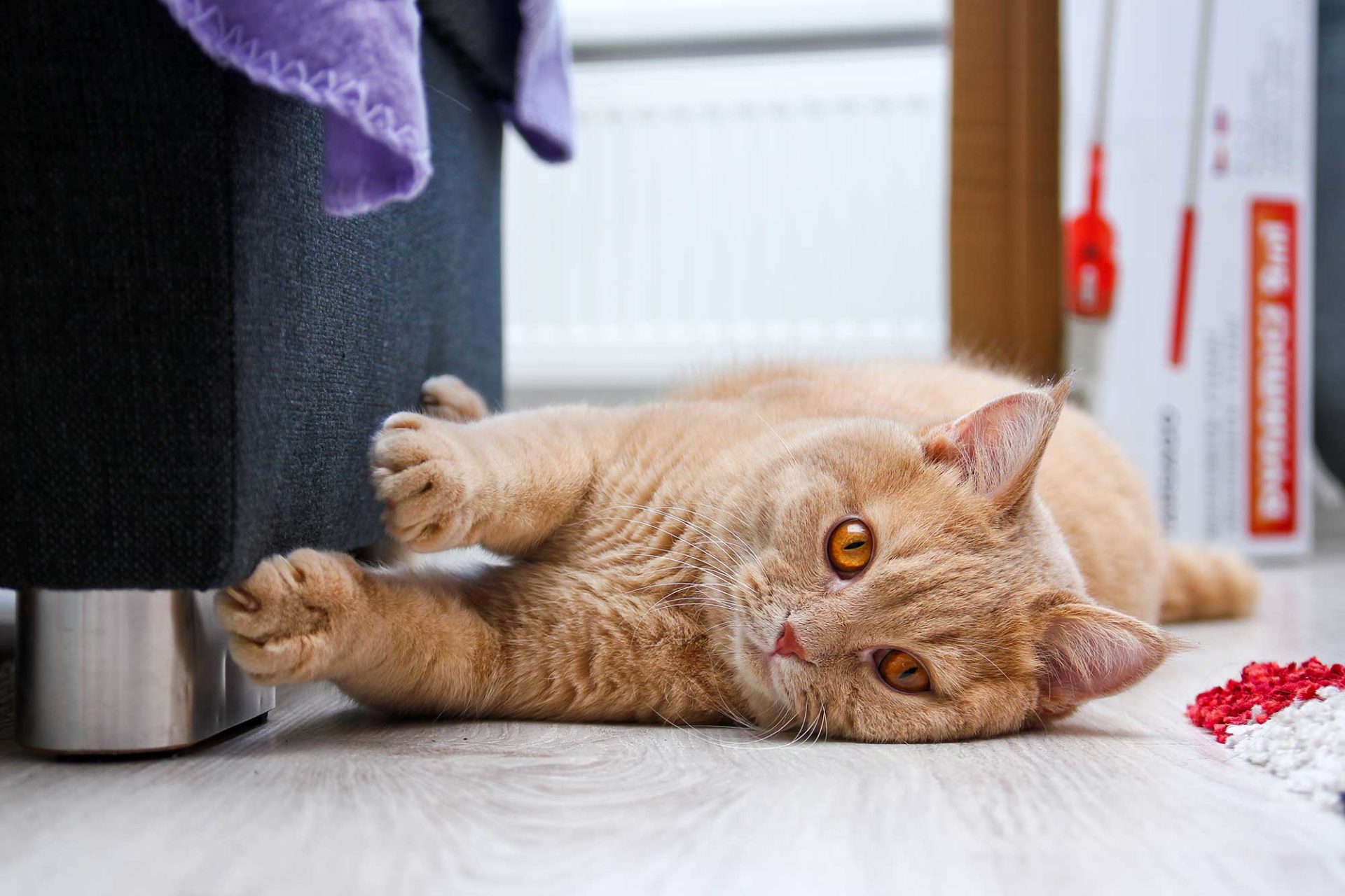 Kratzbrett für Katzen