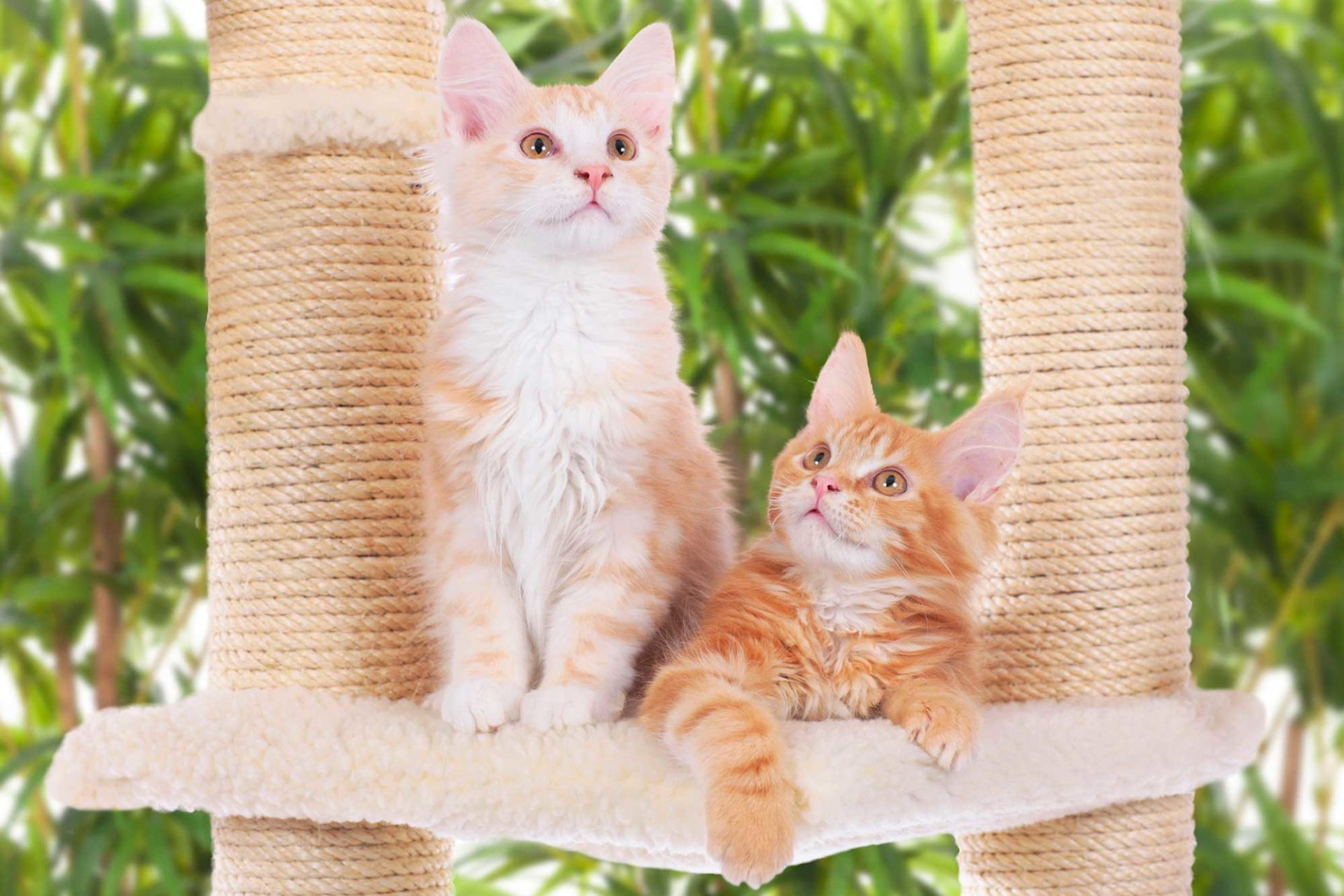 Kratzsäule für Katzen