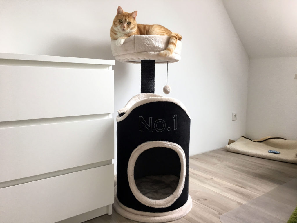 Leo auf seinem Platz: Unser neuer Kratzbaum Susana von Trixie