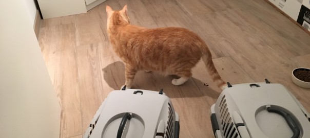 Leo erkundet das neue Revier