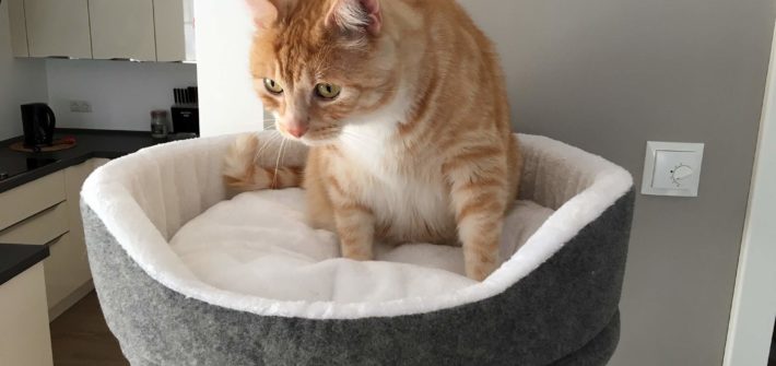 Leo guckt skeptisch auf dem neuen Kratzbaum Hugo von Trixie