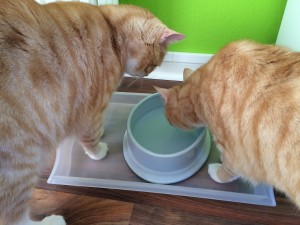 Leo und Clio sind neugierig: Was ist ein Katzenbrunnen?