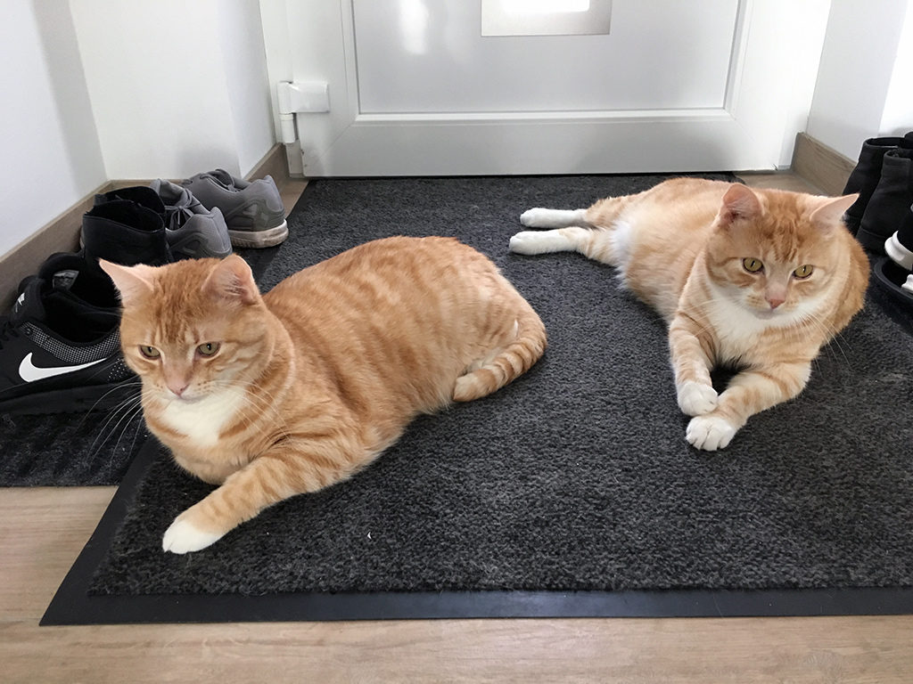 Machen zwei Katzen den doppelten Aufwand?