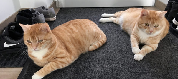 Machen zwei Katzen den doppelten Aufwand?