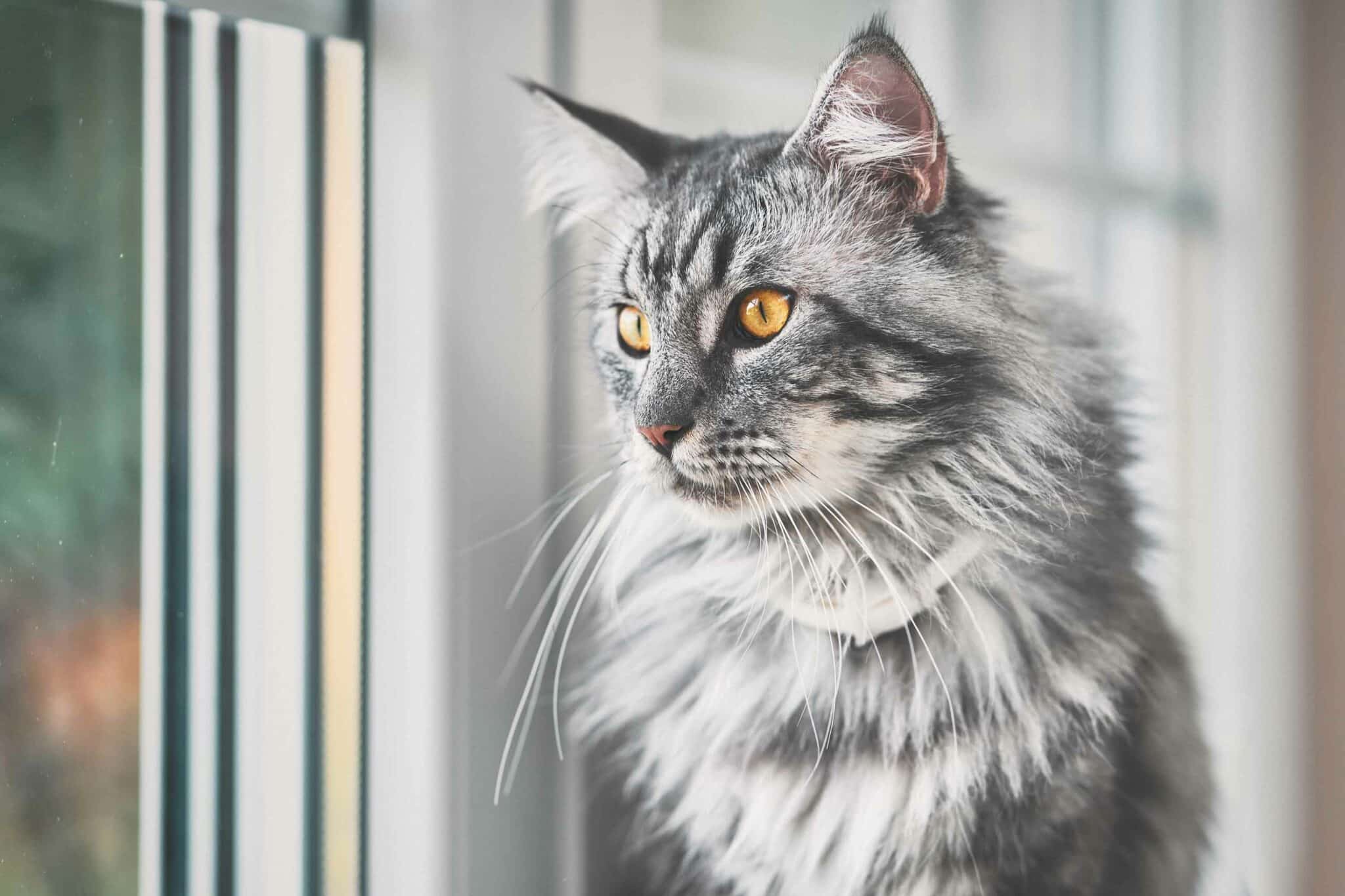 Maine Coon Katze