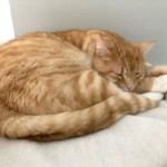 Katze Kotzt Ständig Was Tun Wenn Ihre Katze Häufig Erbricht