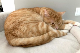 Rote Katzen - Was macht sie so besonders?
