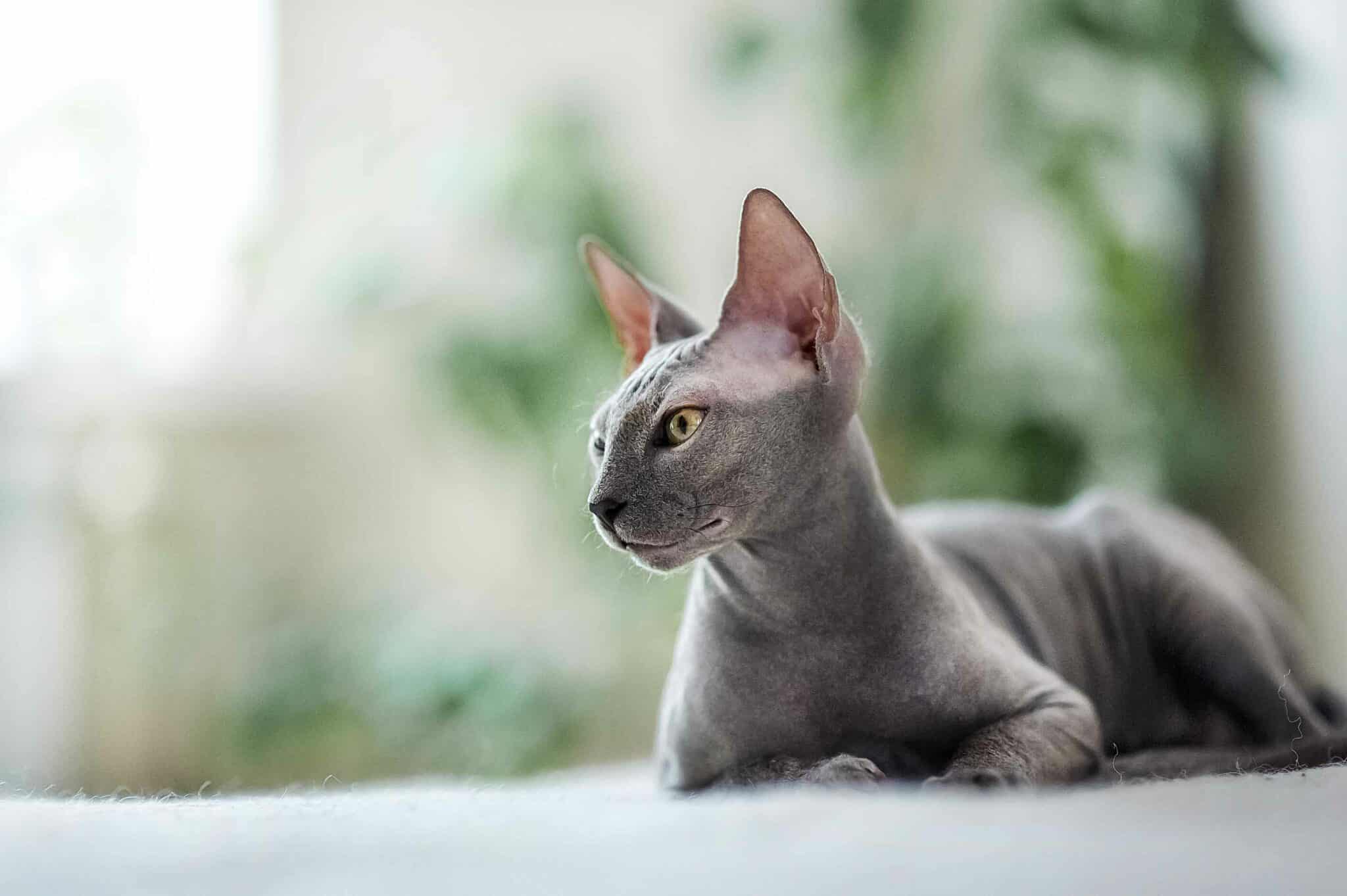 Sphynx