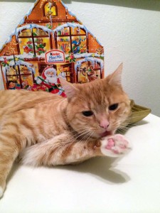 Weihnachten mit Katzen
