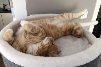 Wie alt werden Katzen? Katzenjahre in Menschenjahre umrechnen