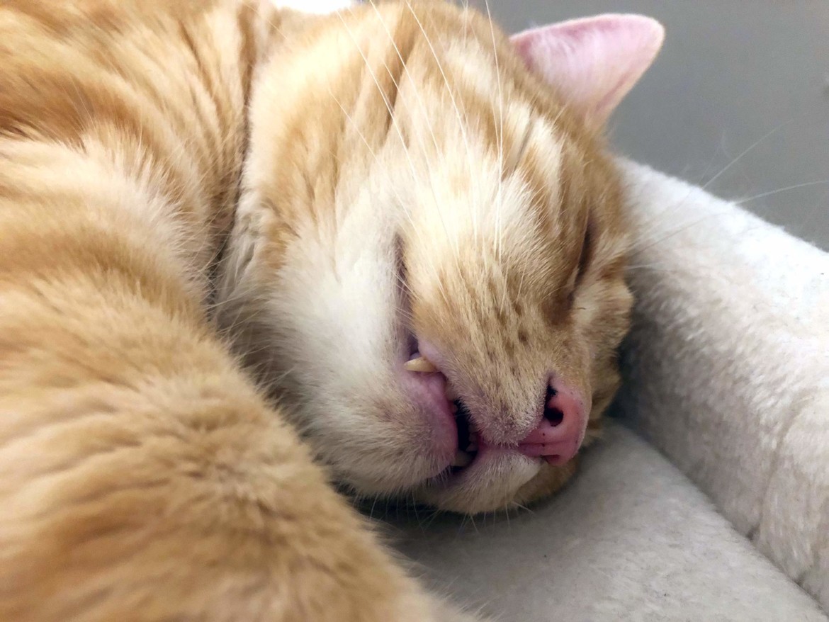Zahnwechsel Bei Katzen Von Milchzähnen Zu Dem Bleibenden