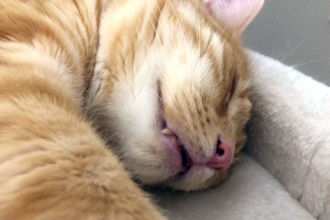 Zahnwechsel bei Katzen